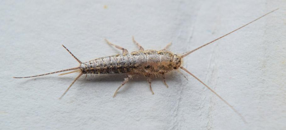 Common Bathroom Pests